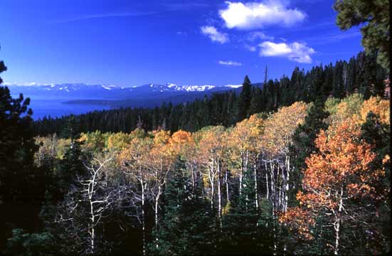 Aspen Grove, Lake Tahoe.