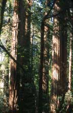 Santa Cruz Redwoods