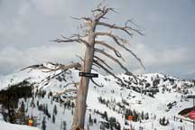 Dead Tree, Squaw Valley