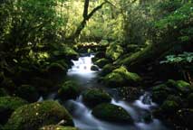 Rainforest stream, West Coast New Zealand.